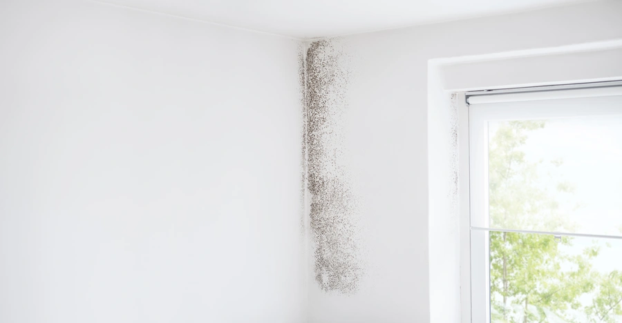Experienced Mold Remediation Rosedale, MD